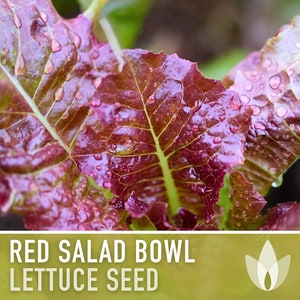 Red Salad Bowl Lettuce Heirloom Seeds image 1