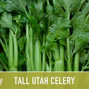 Tall Utah Celery Seeds - Heirloom, Open Pollinated, Non-GMO image 4