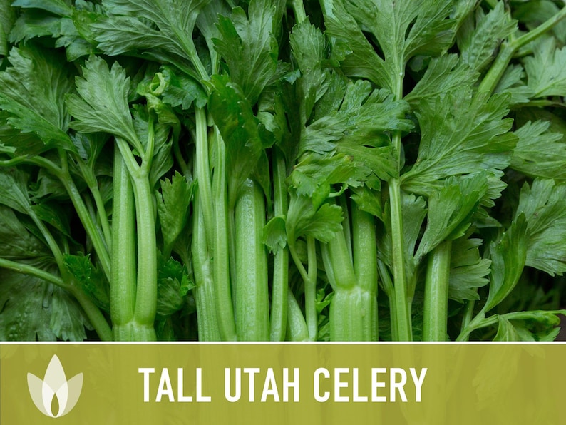 Tall Utah Celery Seeds - Heirloom, Open Pollinated, Non-GMO image 4