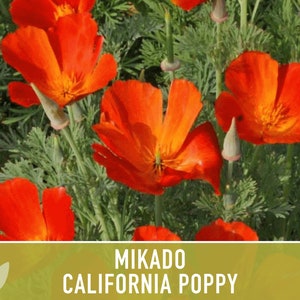 Mikado California Poppy Heirloom Seeds Flower Seeds, Cool Weather Seeds, Flowers, Flower Mix, California image 4