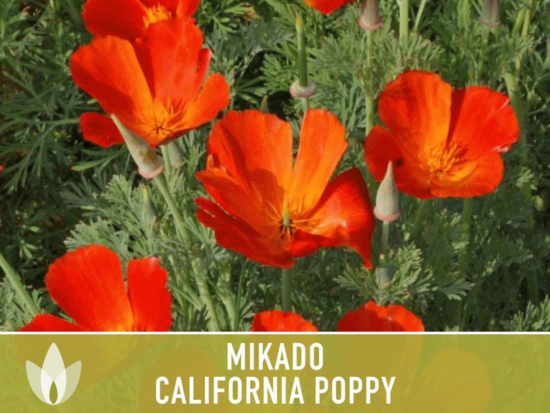 Mikado California Poppy Heirloom Seeds Flower Seeds, Cool Weather Seeds, Flowers, Flower Mix, California image 4