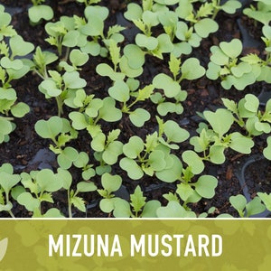 Mizuna Mustard Greens Heirloom Seeds image 9