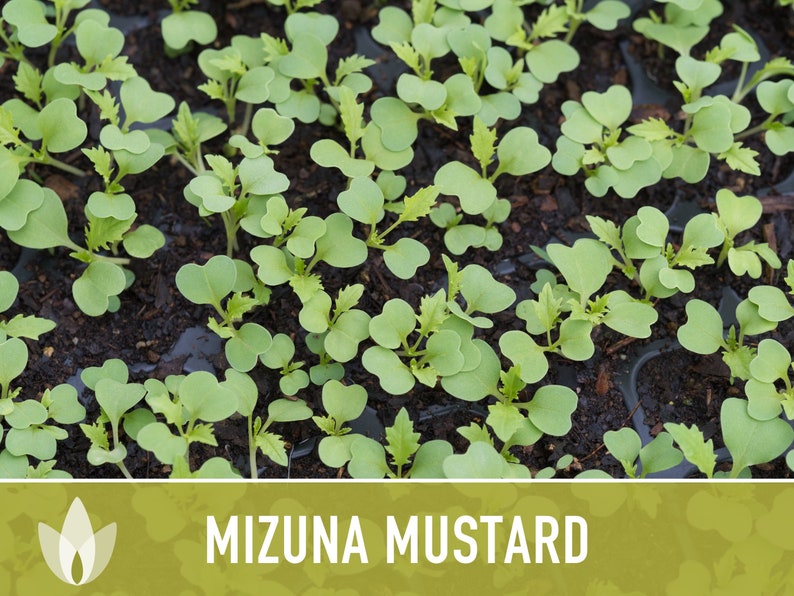 Mizuna Mustard Greens Heirloom Seeds image 9