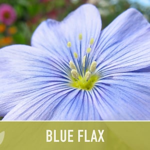 Blue Flax Wildflower Heirloom Seeds, Flower Seeds, Wildflower image 2