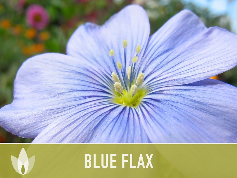 Blue Flax Wildflower Heirloom Seeds, Flower Seeds, Wildflower image 2