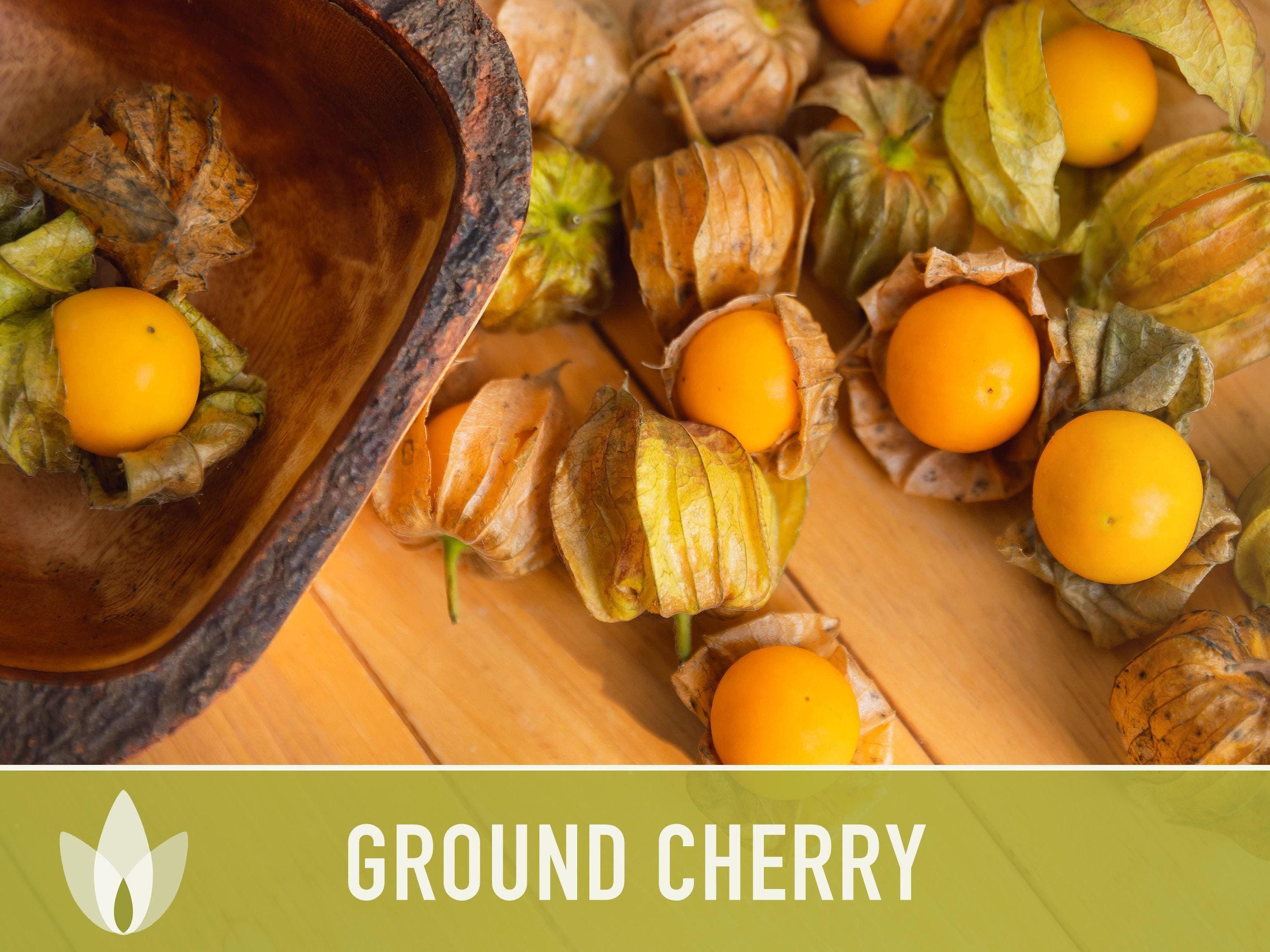 Ground Cherry (Tomatillo) Seeds – Non-GMO Heirloom For Home Garden – Sweet-Tart Fruit With Instructions