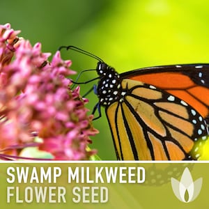 Milkweed, Asclepias Incarnata Seeds - Non-GMO, Open Pollinated, Untreated, Heirloom, Native, Flower Seeds