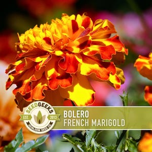 French Marigold Bolero Seeds, Crimson Gold Blooms, Dwarf Heirloom Flower (50 Seeds)