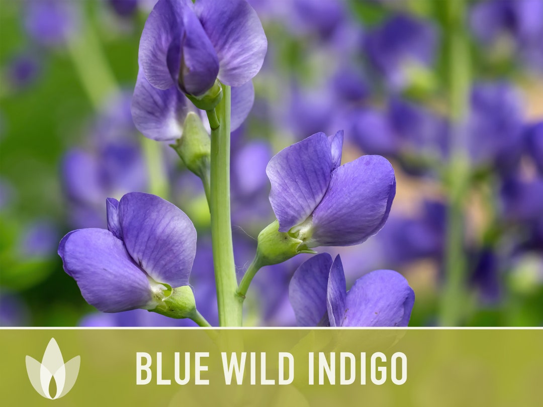 Blue Wild Indigo Flower Seeds, Heirloom, Native, Flower Seeds Etsy