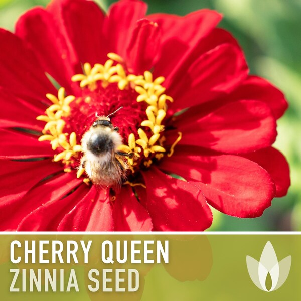 Zinnia, Cherry Queen Heirloom Seeds, Flower Seeds, Red Flower, Butterfly Garden, Cut flowers