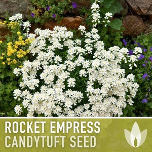 Rocket Empress Candytuft Flower Seeds Heirloom Seeds, Fragrant White Flower, Bouquet Flower, Iberis Amara, Open Pollinated, Non-GMO image 9