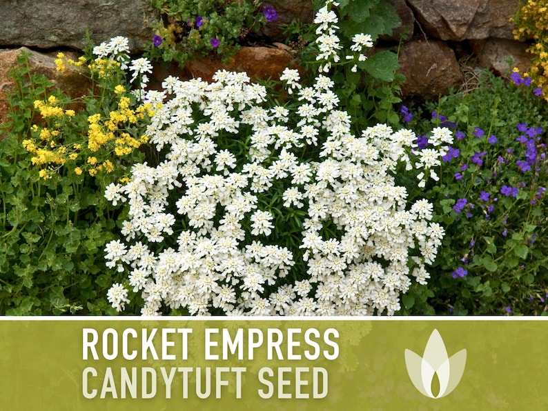 Rocket Empress Candytuft Flower Seeds Heirloom Seeds, Fragrant White Flower, Bouquet Flower, Iberis Amara, Open Pollinated, Non-GMO image 9