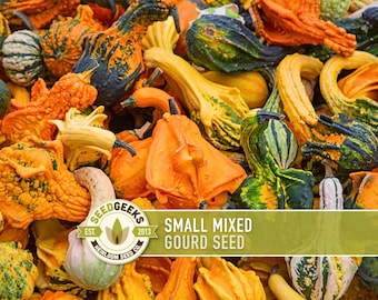 May include: A vibrant assortment of small mixed gourds in various shapes and colors, including orange, yellow, green, and white. The gourds have textured surfaces and are arranged in a close-up view. The image includes a banner that reads "SMALL MIXED GOURD SEED".