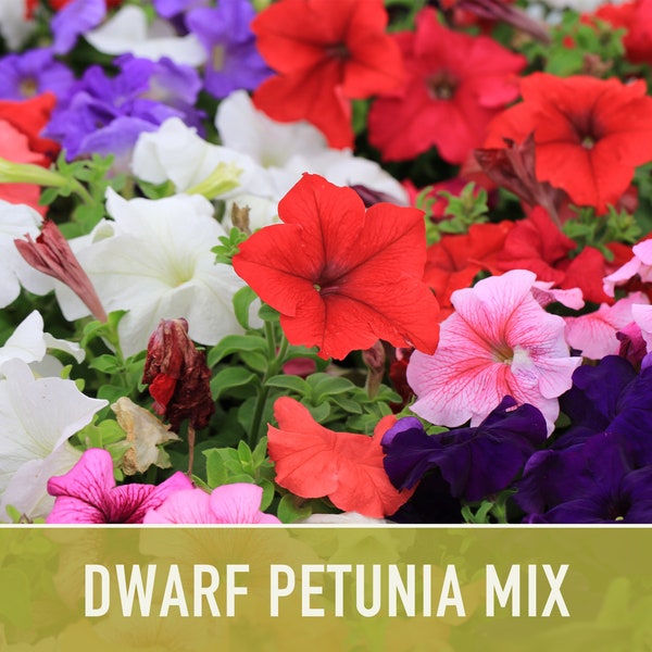 Petunia, Dwarf Mix Flower Seeds - Heirloom Seeds, Flower Seeds, Pollinator Garden, Open Pollinated, Non-GMO