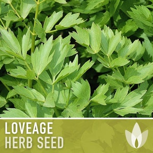 Lovage Herb Heirloom Seeds - Medicinal Herb, Herb Garden, Non-GMO, Open Pollinated