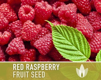 Red Raspberry, European Raspberry Seeds - Heirloom Seeds, Medicinal Plant, Open Pollinated, Non-GMO