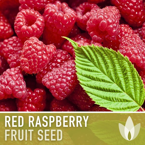 Red Raspberry, European Raspberry Seeds - Heirloom Seeds, Medicinal Plant, Open Pollinated, Non-GMO