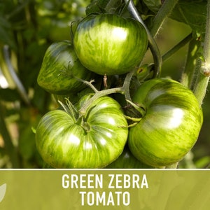 Green Zebra Tomato Seeds Heirloom, Indeterminate, Open Pollinated, Non-GMO image 9