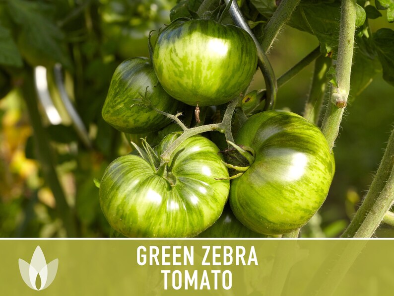 Green Zebra Tomato Seeds Heirloom, Indeterminate, Open Pollinated, Non-GMO image 9