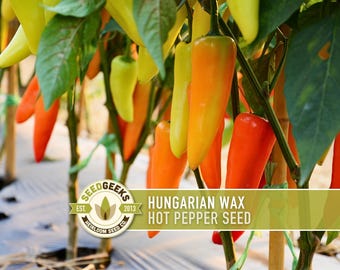 Semillas de pimiento picante húngaro de variedad tradicional