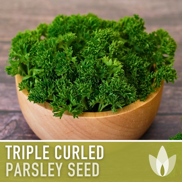 Triple Curled Parsley Seeds - Herb Seeds, Heirloom Seeds, Medicinal Herb, Culinary Herb, Moss Curled Parsley, Microgreens, Non-GMO