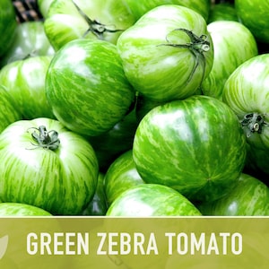 Green Zebra Tomato Seeds Heirloom, Indeterminate, Open Pollinated, Non-GMO image 7