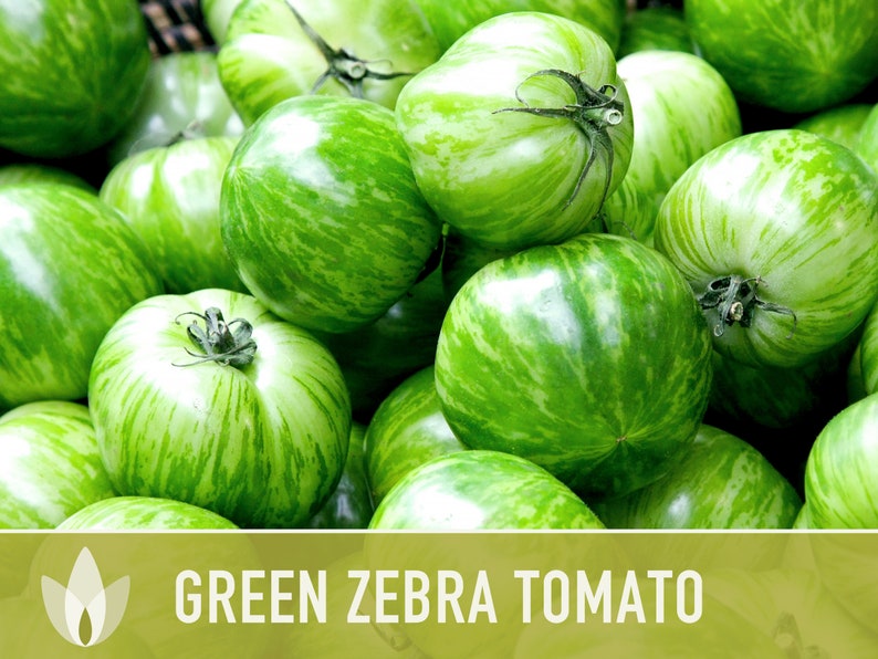 Green Zebra Tomato Seeds Heirloom, Indeterminate, Open Pollinated, Non-GMO image 7