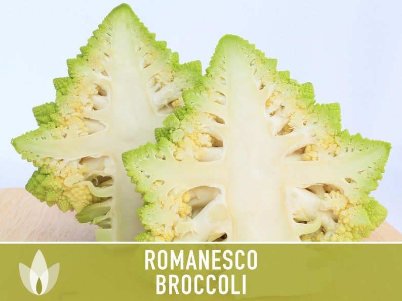 Romanesco Broccoli Heirloom Seeds image 6