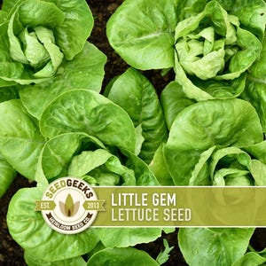 Peut inclure: Gros plan sur des plants de laitue Little Gem d'un vert vif. L'image présente plusieurs têtes de laitue aux feuilles serrées, mettant en valeur leur texture naturelle. Le texte "Little Gem Lettuce Seed" est affiché sur une bannière.