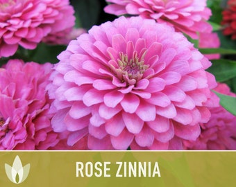 Zinnia, Rose Heirloom Seeds - Flower Seeds, Rosy Pink Flowers, Seed Packets, Non-GMO, Open Pollinated