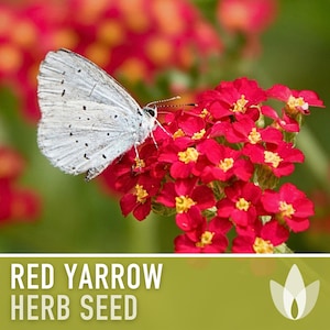 Red Yarrow Seeds - Heirloom Seeds, Medicinal Herb, Pollinator Garden, Beneficial Bug, Hummingbird Garden, Open Pollinated, Non-GMO