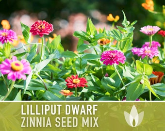 STRAWFLOWER - DWARF MIX HELICHRYSUM – Pinetree Garden Seeds