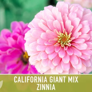 California Giant Zinnia Seed Mix | 100+ Seeds, Heirloom Flowers, Butterfly Garden, Zinnia elegans image 11