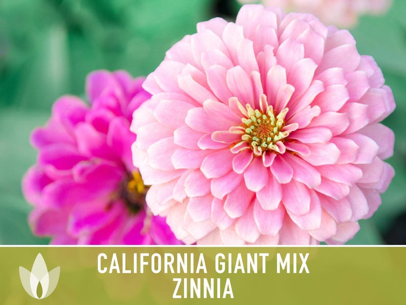California Giant Zinnia Seed Mix | 100+ Seeds, Heirloom Flowers, Butterfly Garden, Zinnia elegans image 11