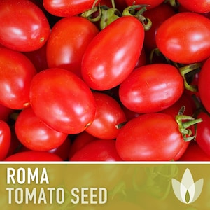 Roma Tomato Heirloom Seeds - Paste Tomato, Canning Tomato, Salsa Garden, Determinate, Non-GMO, Open Pollinated