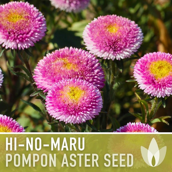 Aster, Pompon Hi-No-Maru Flower Seeds - Heirloom Seeds, China Aster, Pompon Flowers, Cut Flowers, Bee Friendly, Callistephus Seeds, Non-GMO