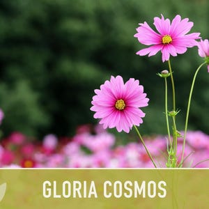 Cosmos, Gloria Heirloom Flower Seeds - Cut Flowers, Butterfly Garden, Pollinator Friendly, Non-GMO image 10