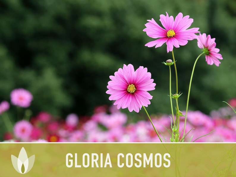 Cosmos, Gloria Heirloom Flower Seeds - Cut Flowers, Butterfly Garden, Pollinator Friendly, Non-GMO image 10