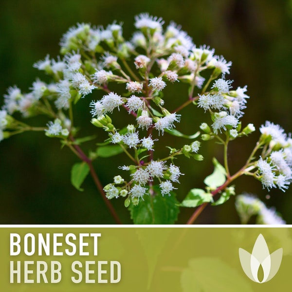 Boneset Seeds - Heirloom Seeds, Medicinal Herb, Snow White Flowers, Butterfly Garden, Pollinator Friendly, Open Pollinated, Non-GMO