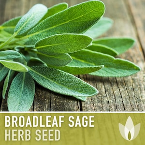 Sage, Broadleaf Herb Heirloom Seeds