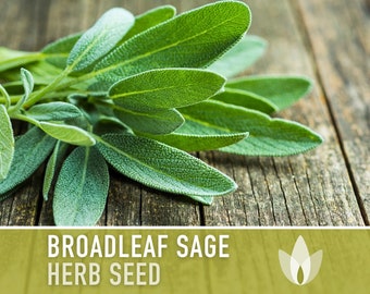 Sage, Broadleaf Herb Heirloom Seeds