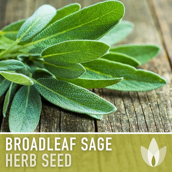 Sage, Broadleaf Herb Heirloom Seeds