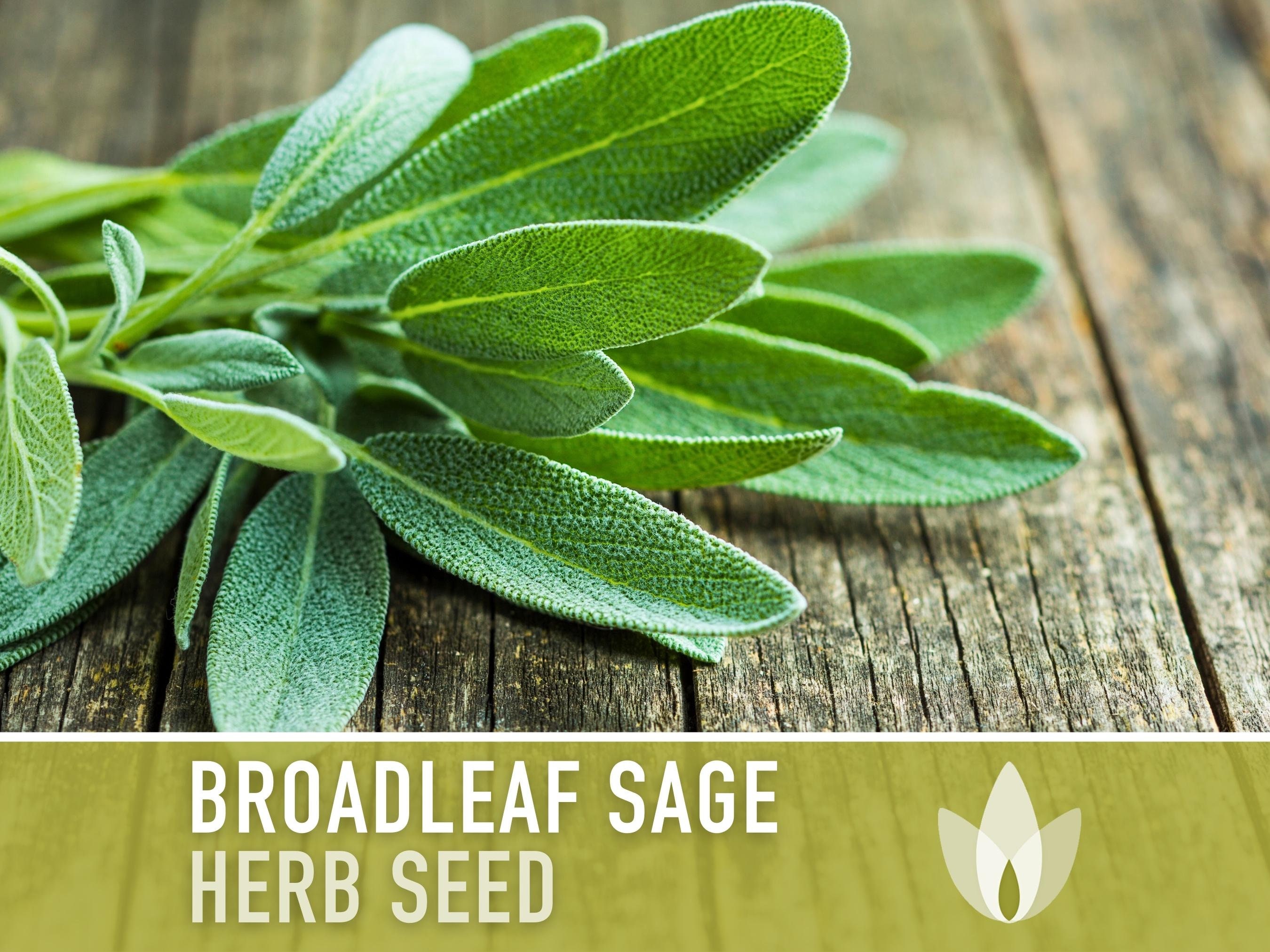Sage, Broadleaf Herb Heirloom Seeds - Etsy