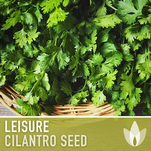 Leisure Cilantro Seeds - Coriander Seeds, Heirloom Seeds, Slow-Bolting, Culinary Herb Seeds, Medicinal Herb, Open Pollinated, Non-GMO