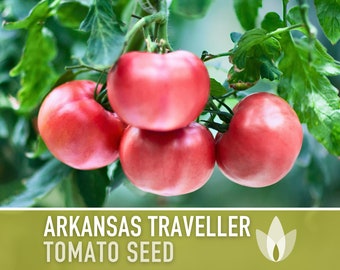 Arkansas Traveler Tomato - Heirloom Seeds, Indeterminate Tomato, Heat & Drought Tolerant, Open Pollinated, Non-GMO