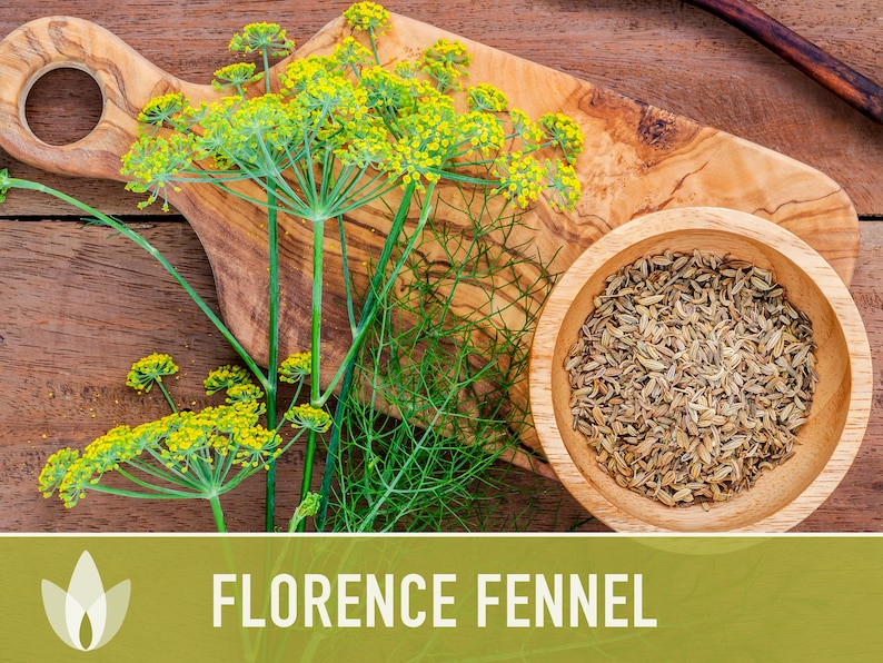 Florence Fennel Heirloom Seeds Nongmo Medicinal Herb Etsy
