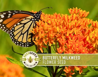 Butterfly Milkweed Seeds - Monarch Attractant, Heirloom Asclepias Tuberosa