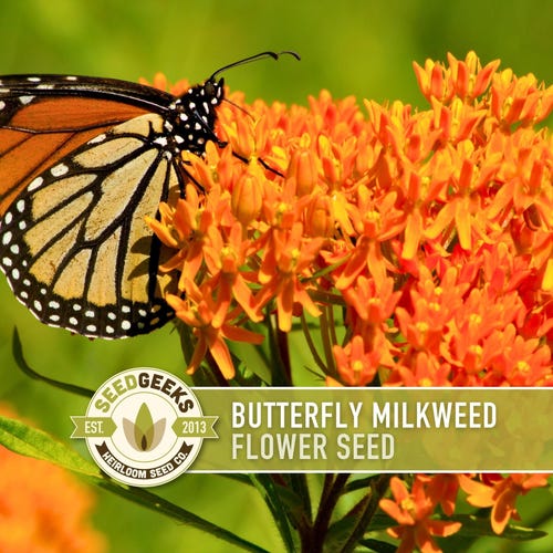 Butterfly Milkweed Seeds - Monarch Attractant, Heirloom Asclepias Tuberosa
