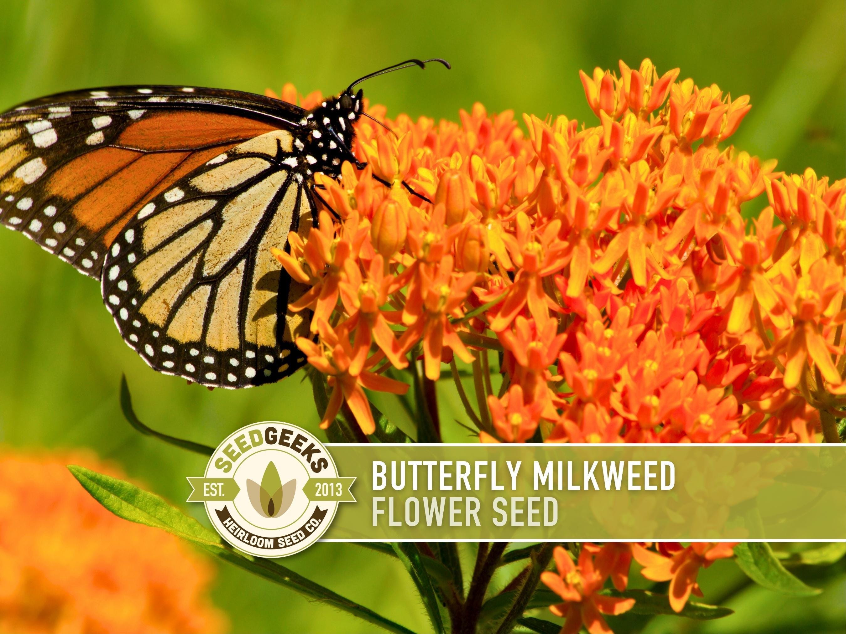 Butterfly Milkweed Seeds - Monarch Attractant, Heirloom Asclepias Tuberosa