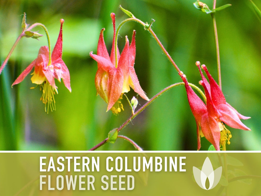 Eastern Columbine Flower Seeds Heirloom Seeds, Cut Flower Seeds